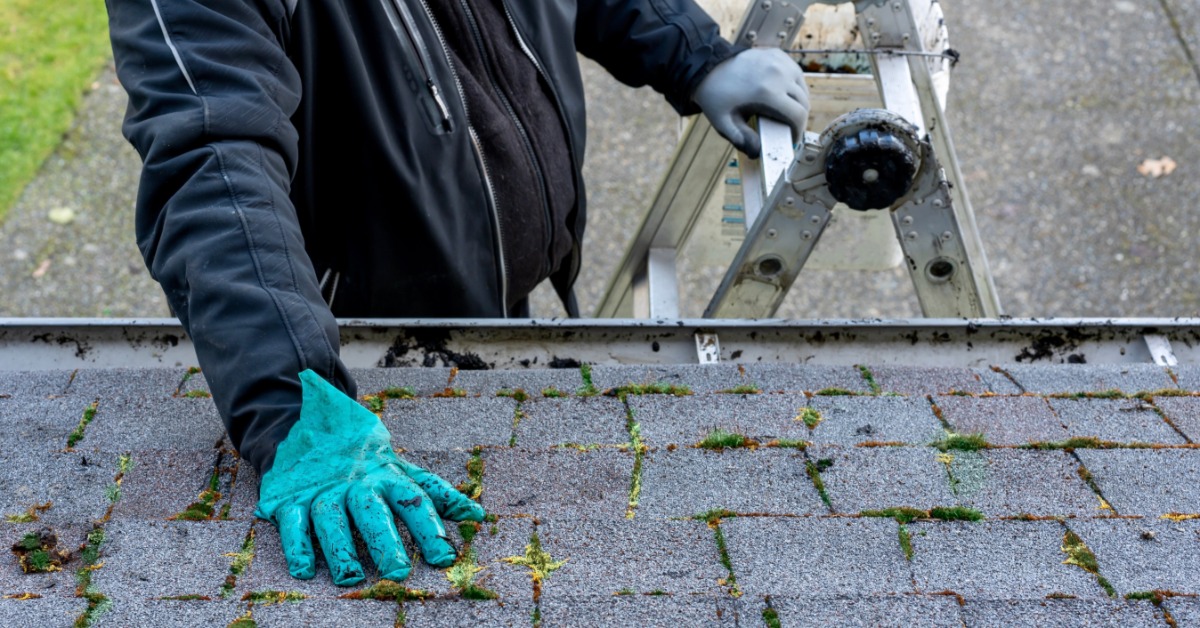A man wearing blue gloves, standing on a ladder, touching the shingles on the roof with moss in between them.