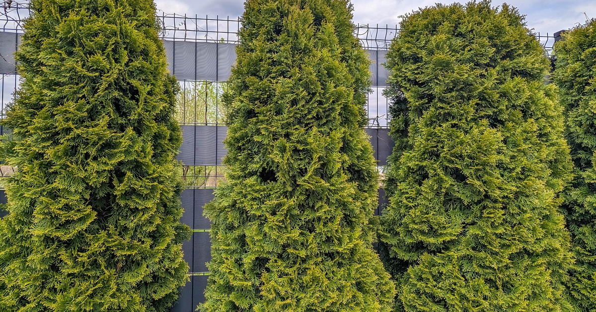 Four thin, green lemon pine trees placed next to a wire fence with grey fabric for protection under a cloudy sky.
